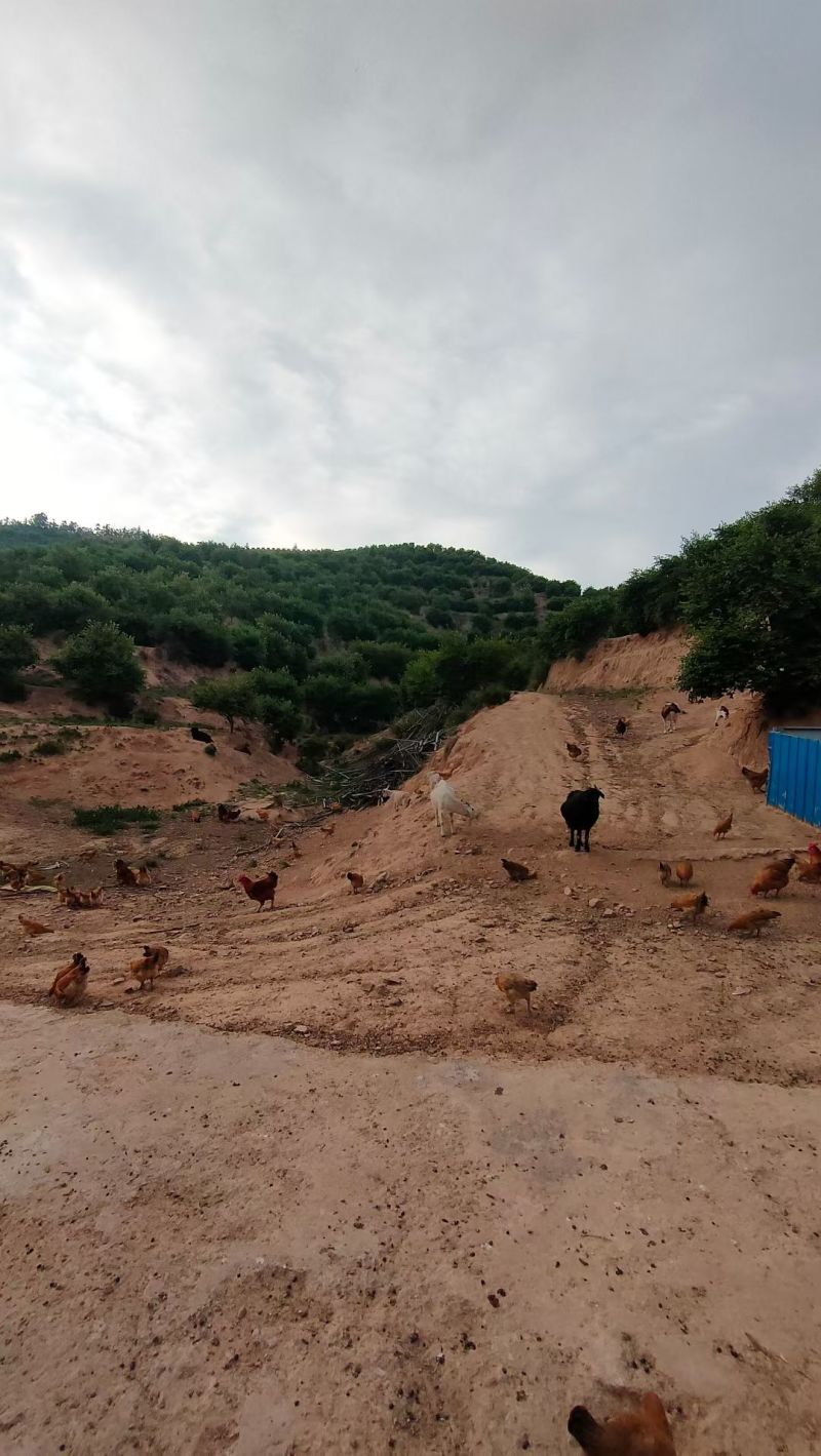 淮南草鸡纯大山放养，吃五谷杂粮。