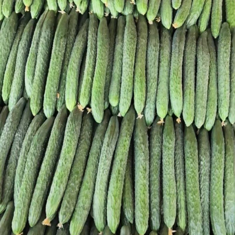 湛江黄瓜大量上市。