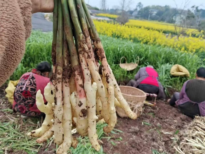 川姜，嫩仔姜，有红头有颜色
