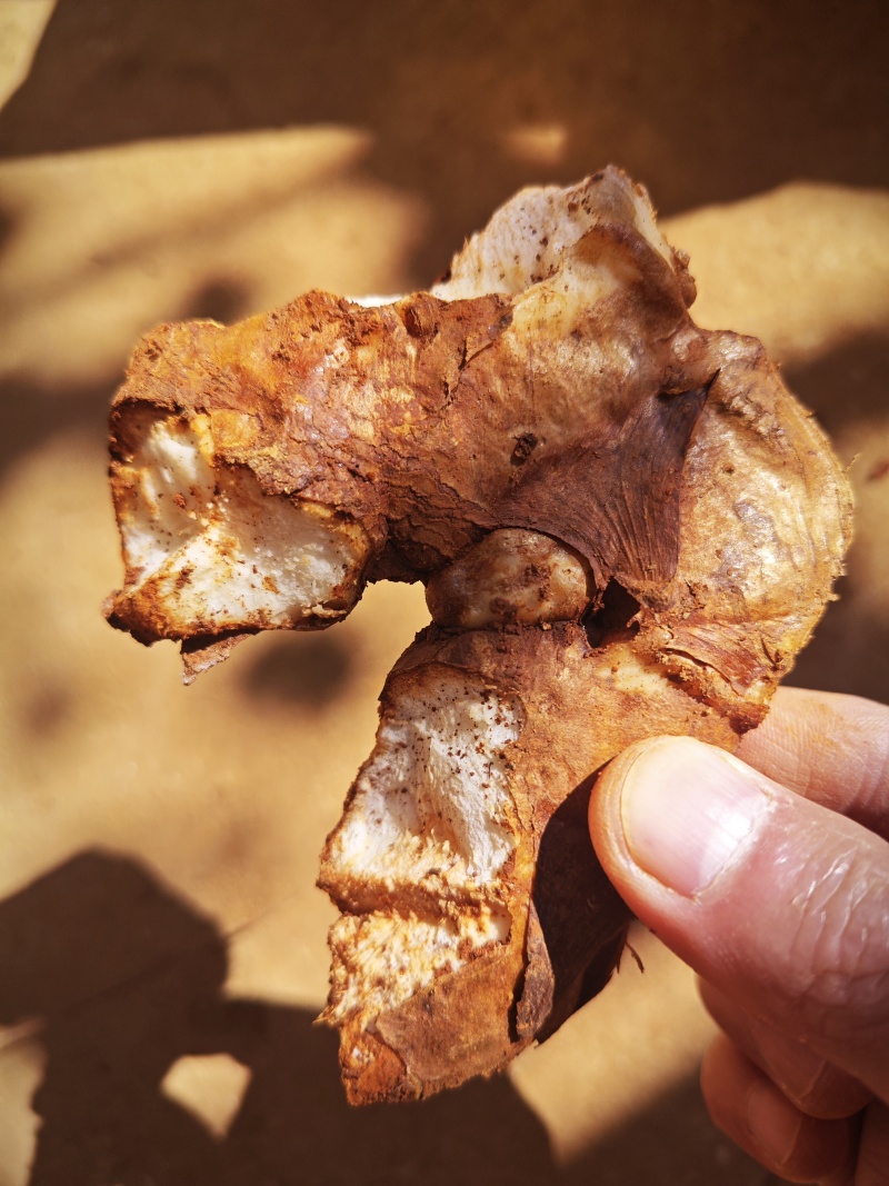 野生土茯苓三两以上白肉粉质可视频看货
