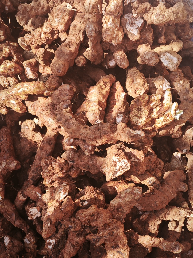 野生土茯苓三两以上白肉粉质可视频看货