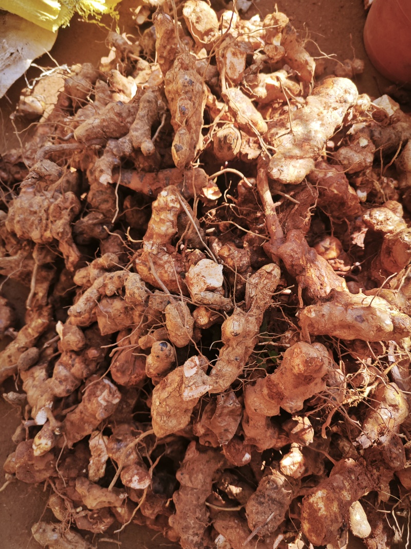 野生土茯苓三两以上白肉粉质可视频看货