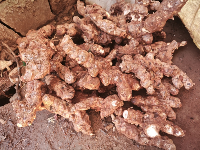 野生土茯苓三两以上白肉粉质可视频看货