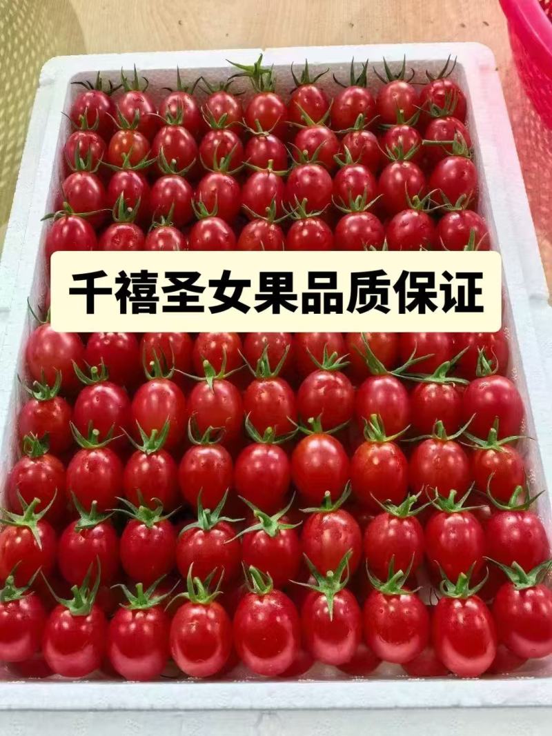 【推荐】广东电白千禧圣女果产地直发量大从优欢迎来电