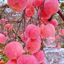 陕西洛川苹果红富士苹果，规格齐全，品质保证，电联价格可谈