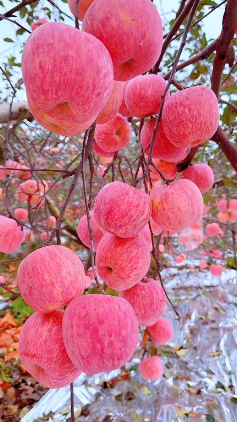 陕西洛川苹果红富士苹果，规格齐全，品质保证，电联价格可谈