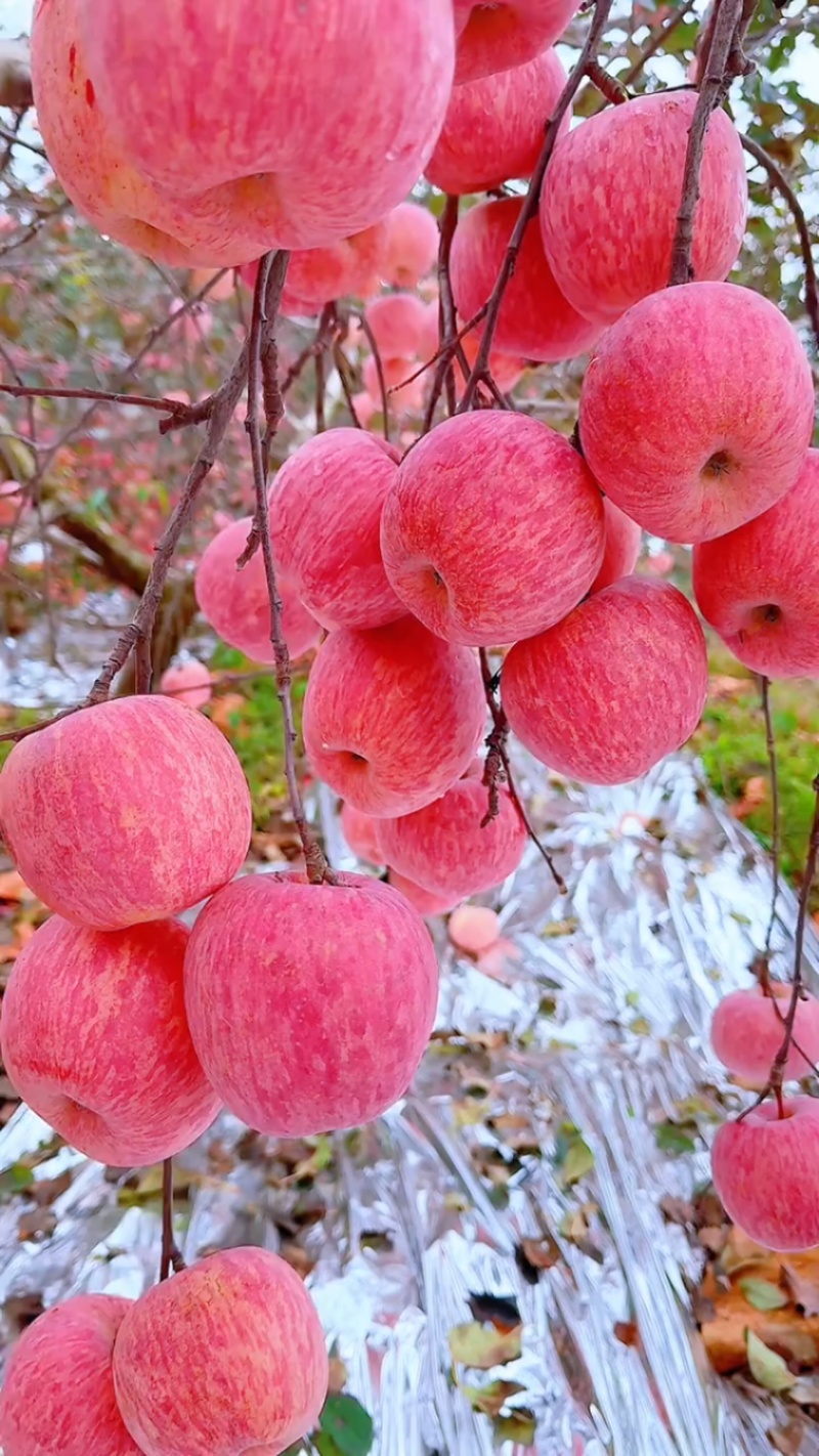 陕西洛川苹果红富士苹果，规格齐全，品质保证，电联价格可谈