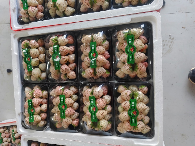 精品天仙醉奶油草莓一手货源全国发货量大价优欢迎随时联系