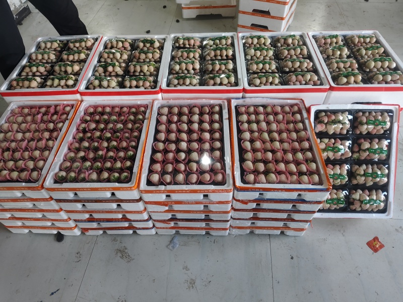 精品天仙醉奶油草莓一手货源全国发货量大价优欢迎随时联系