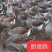 郎德鹅苗，红嘴雁鹅苗满1000送50只