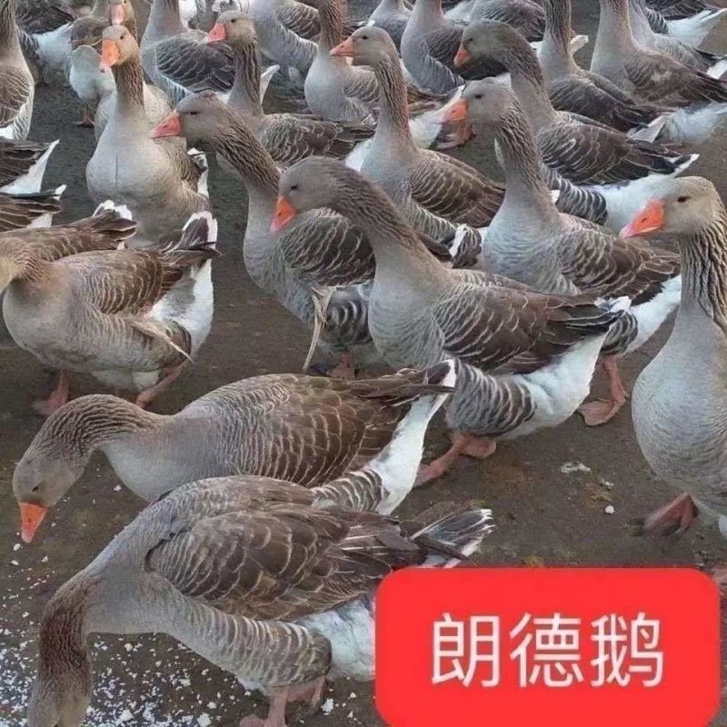 郎德鹅苗，红嘴雁鹅苗满1000送50只
