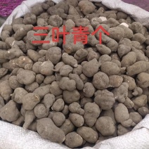 三叶青中药材新货无硫全干货
