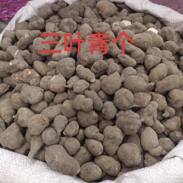 三叶青中药材新货无硫全干货