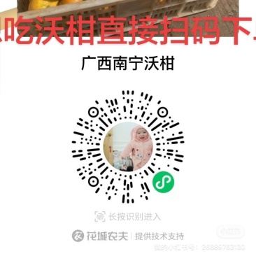广西南宁沃柑，找老板，高次果65起一件代发整车走。。