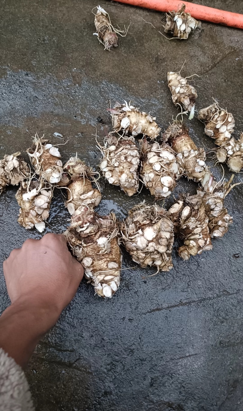 甘肃岷县原产地自产自销当归头片