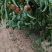 庙上冬枣
