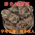 鸡骨草中药材野生无硫鸡骨草小扎把鸡骨草大货供应批发