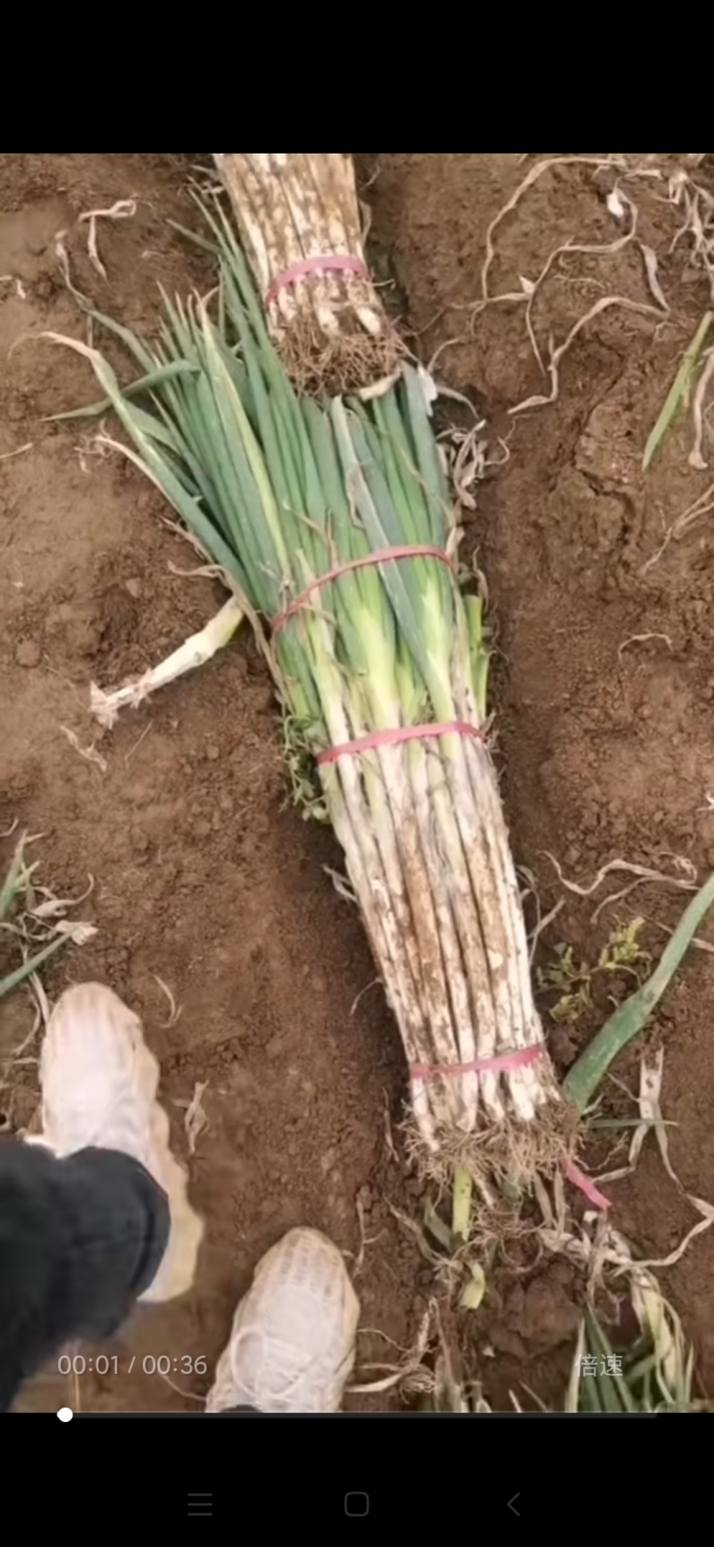 本地长白大葱