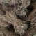 鸡骨草中药材野生无硫鸡骨草小扎把鸡骨草大货供应批发