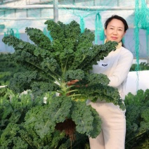 榨汁羽衣甘蓝大量有货，千亩基地源头可参观溯源