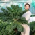 榨汁羽衣甘蓝大量有货，千亩基地源头可参观溯源