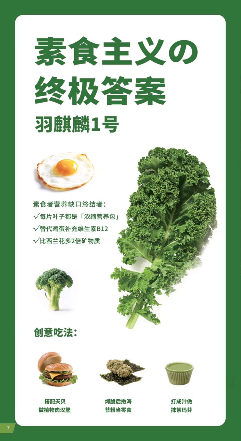 榨汁羽衣甘蓝大量有货，千亩基地源头可参观溯源