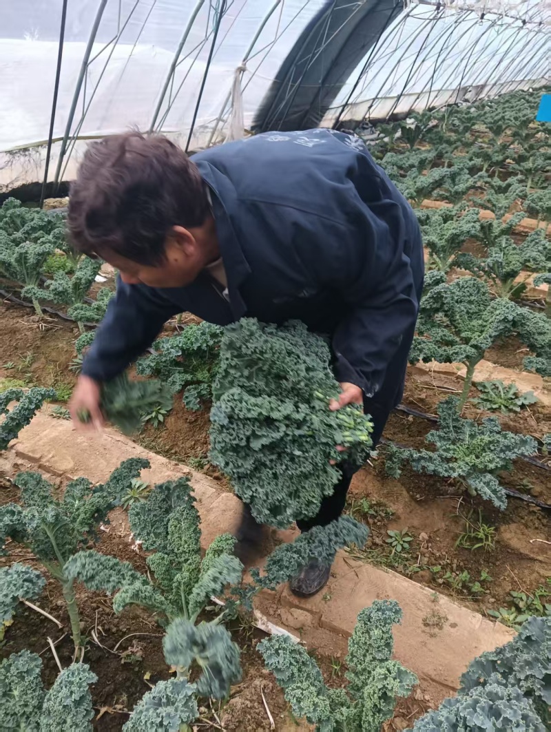 榨汁羽衣甘蓝大量有货，千亩基地源头可参观溯源