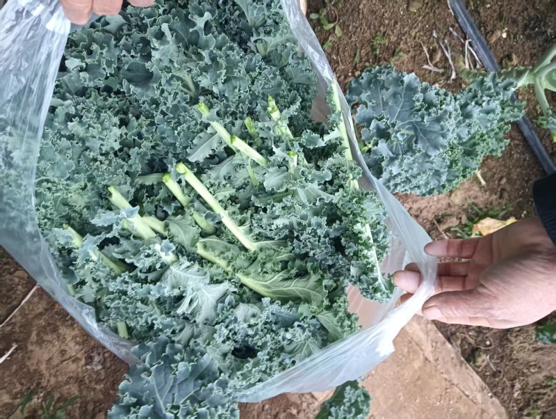 榨汁羽衣甘蓝大量有货，千亩基地源头可参观溯源
