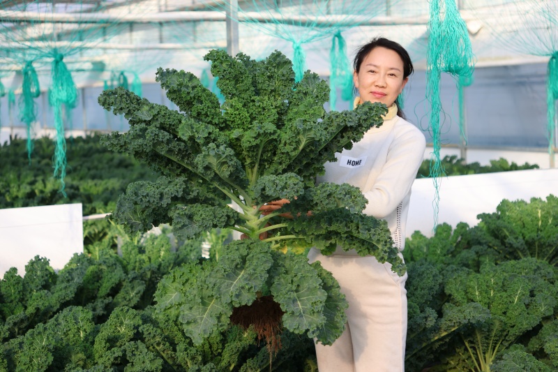 榨汁羽衣甘蓝大量有货，千亩基地源头可参观溯源