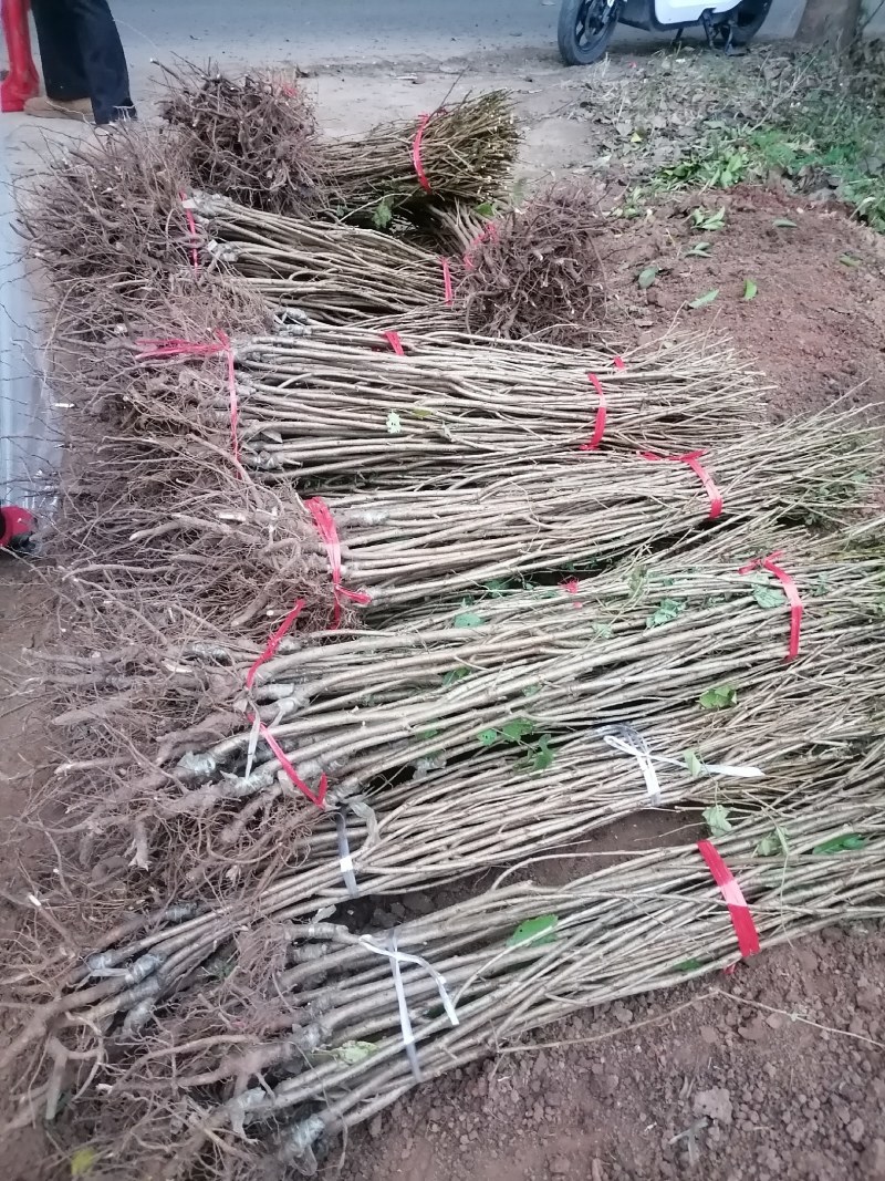 樱桃苗长寿樱桃嫁接苗南方矮化苗四川自花