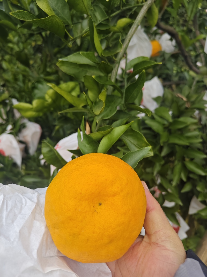 春见耙耙柑柑橘