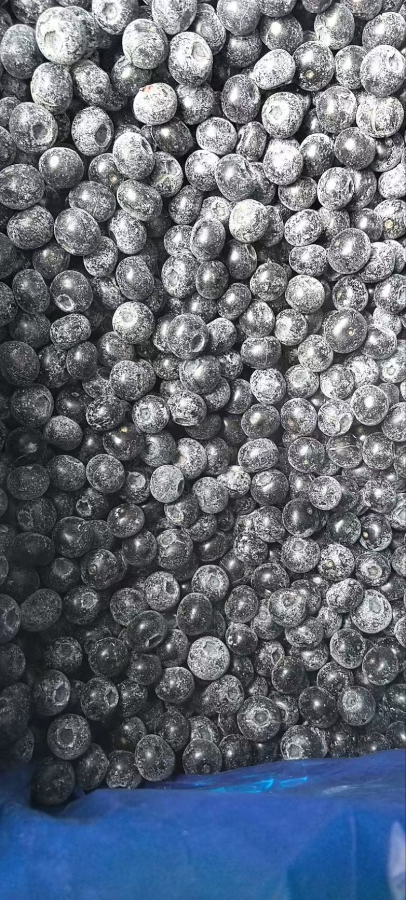 速冻蓝莓冻果南高批发大量现货