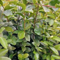 油茶苗岑软3号