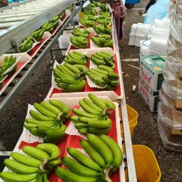 芭西香蕉云南香蕉基地直发价格实惠欢迎电话联系