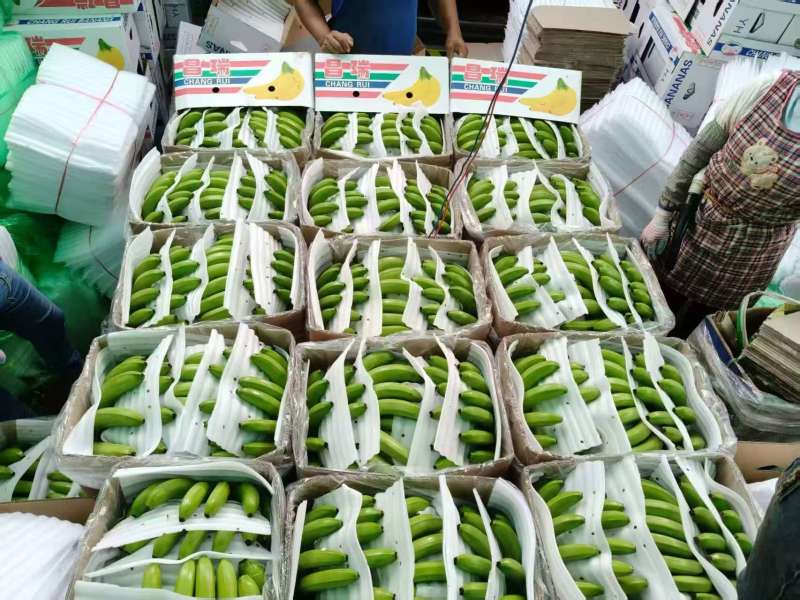 芭西香蕉云南香蕉基地直发价格实惠欢迎电话联系