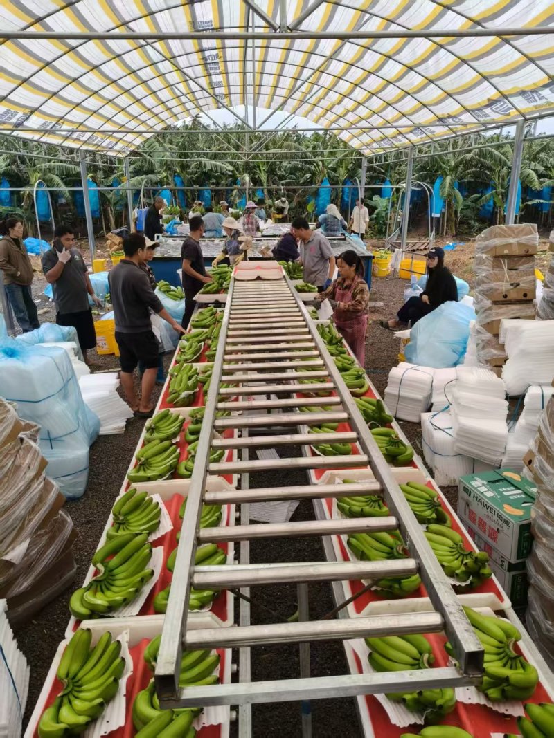 芭西香蕉云南香蕉基地直发价格实惠欢迎电话联系