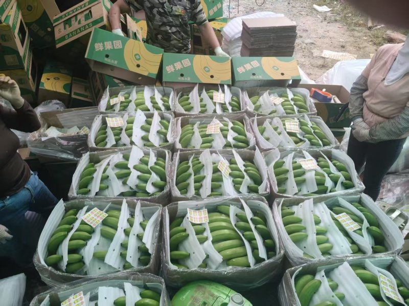 芭西香蕉云南香蕉基地直发价格实惠欢迎电话联系
