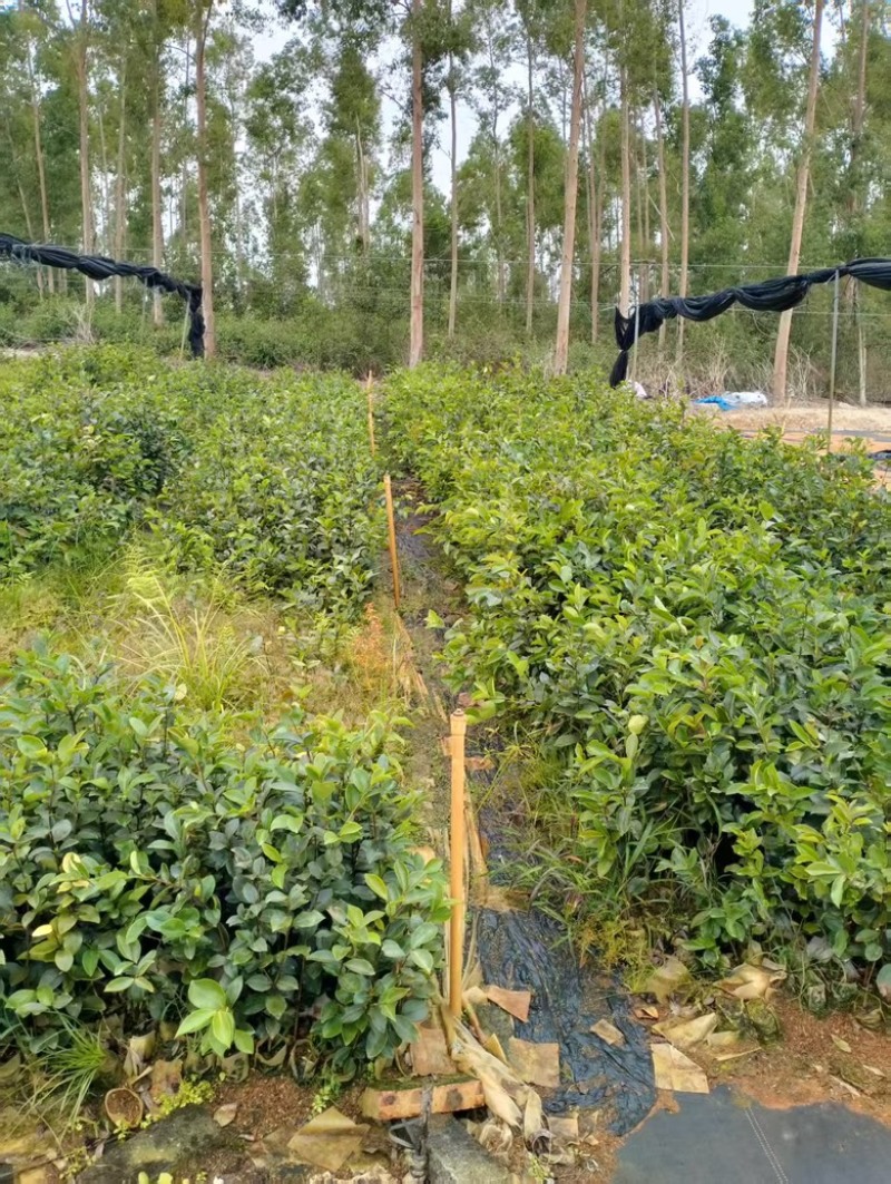 油茶苗岑软3号