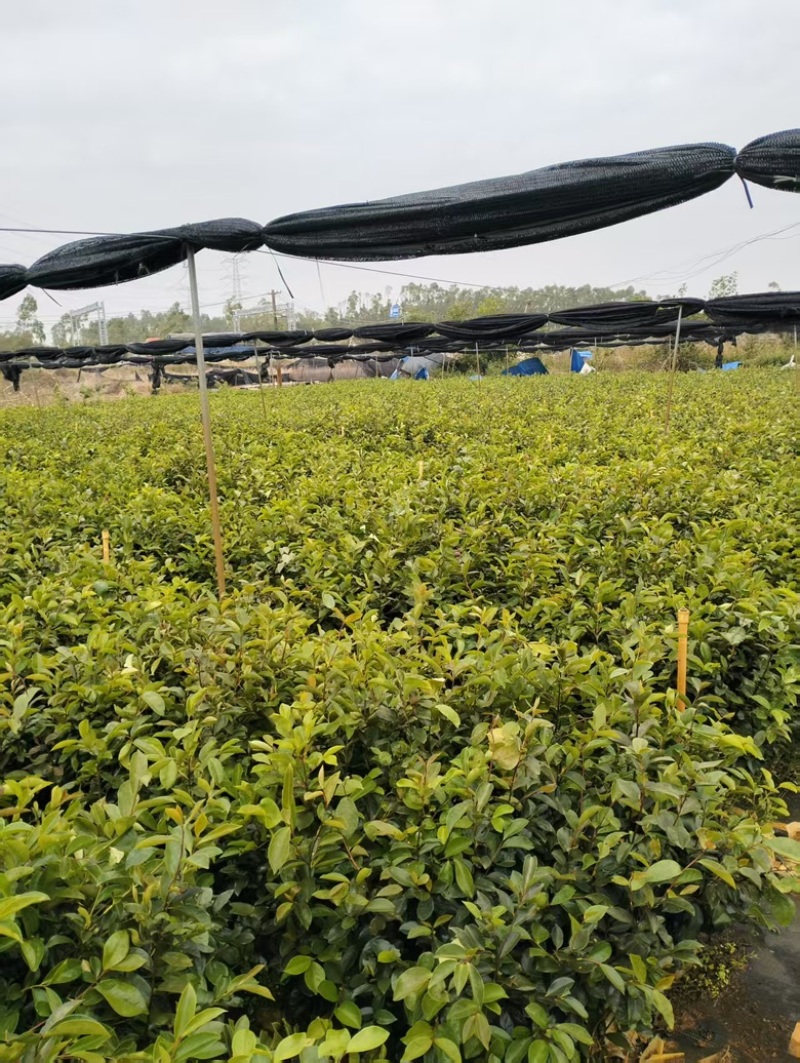 油茶苗岑软3号