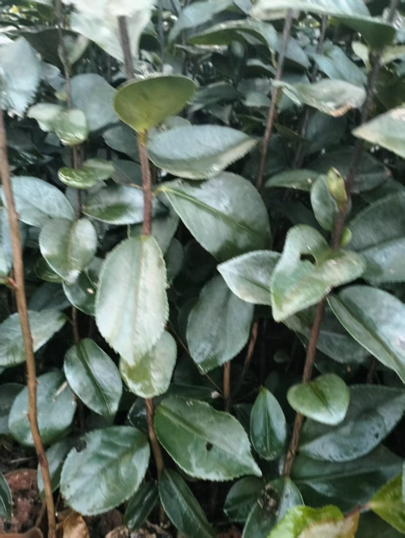 油茶苗岑软3号