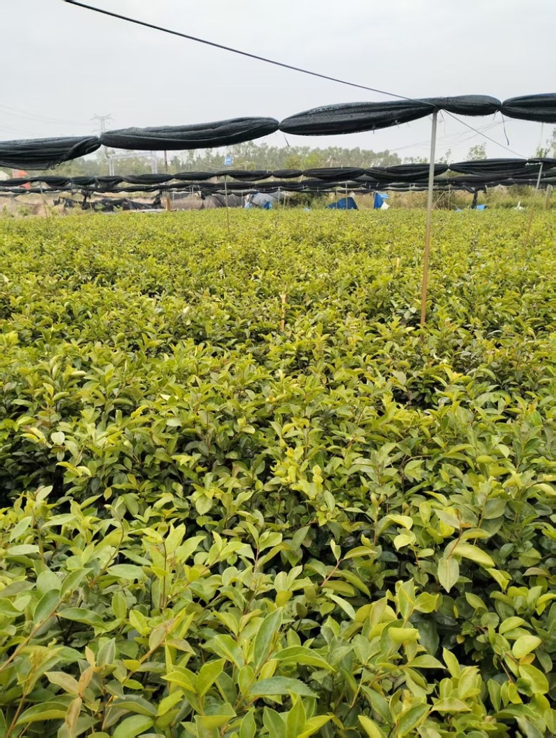 油茶苗岑软3号