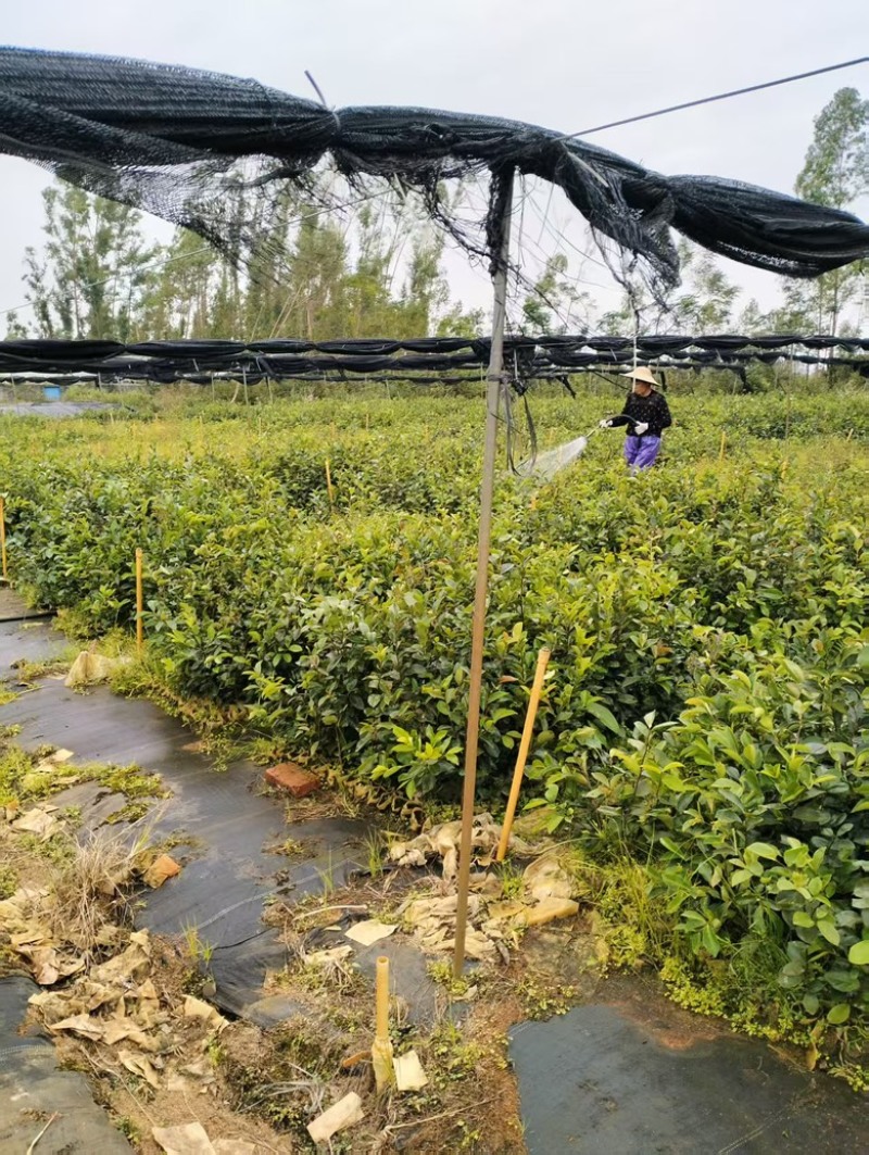 油茶苗岑软3号