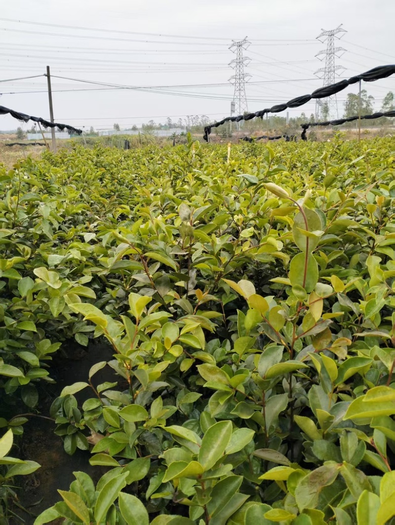 油茶苗岑软3号
