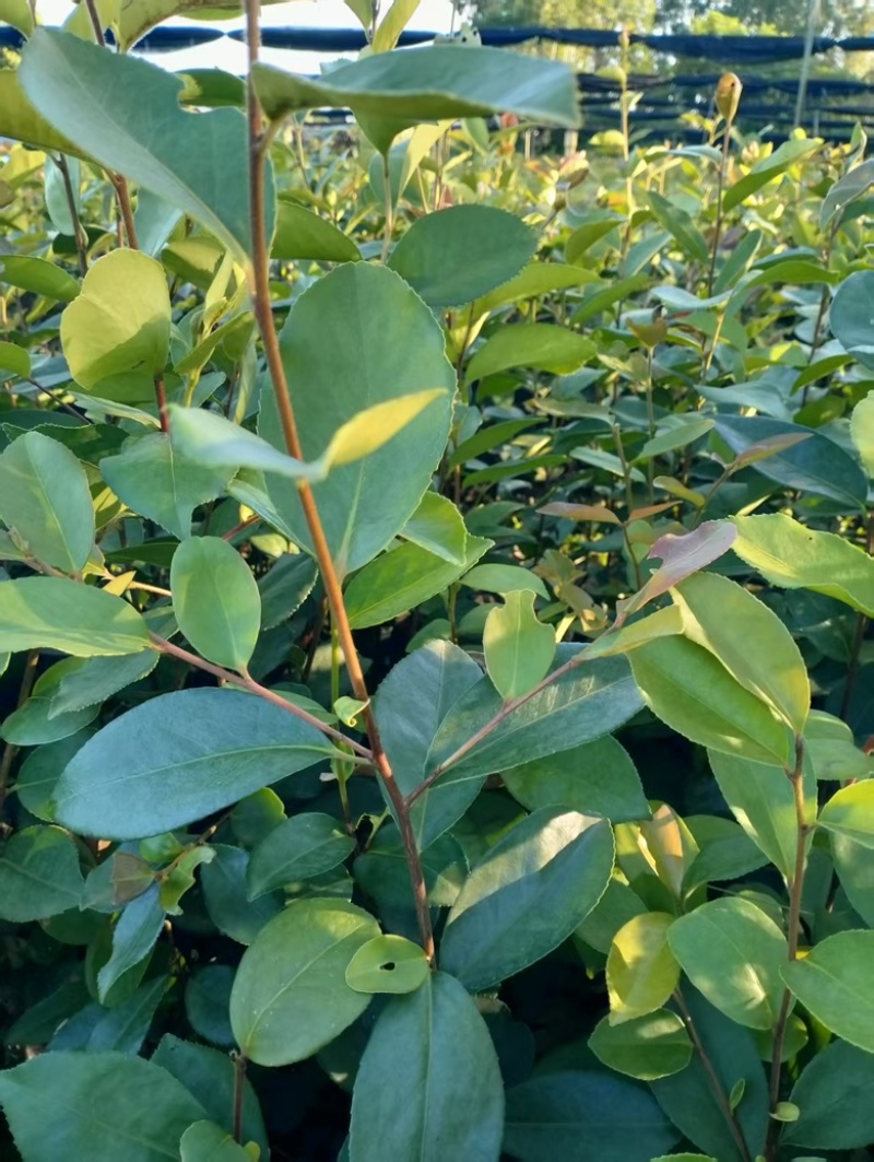 油茶苗岑软3号