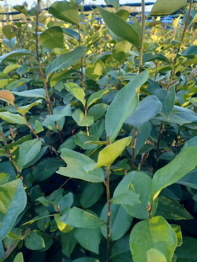油茶苗岑软3号