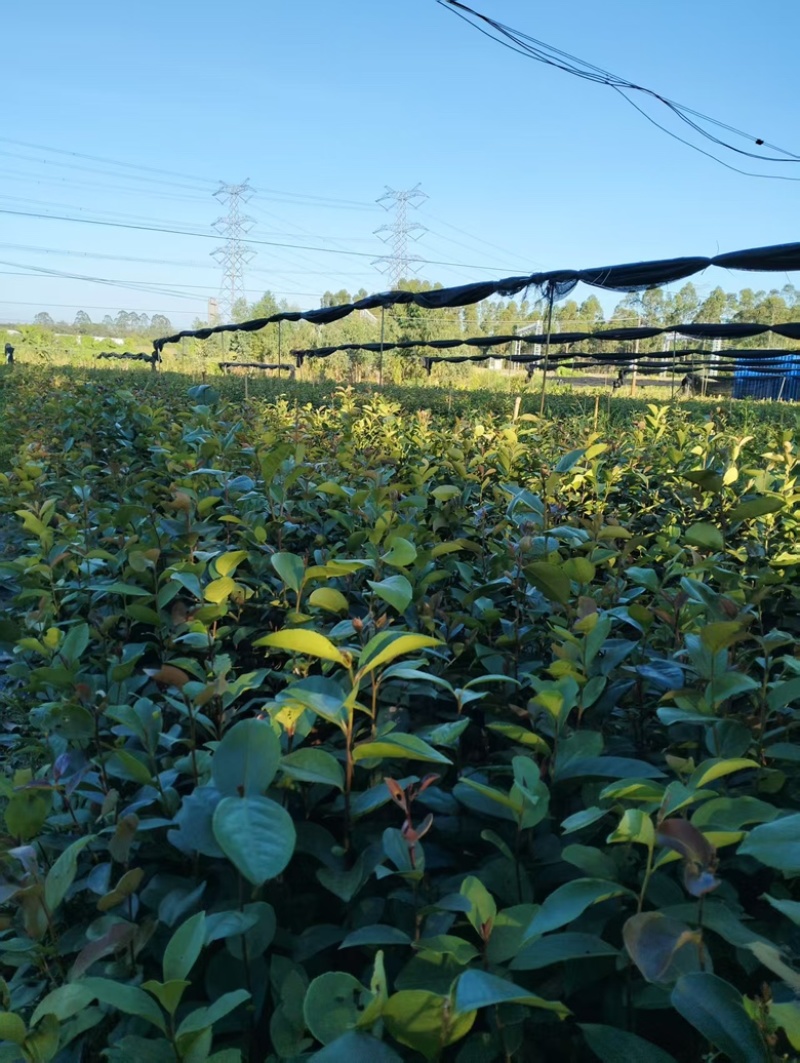 油茶苗岑软3号