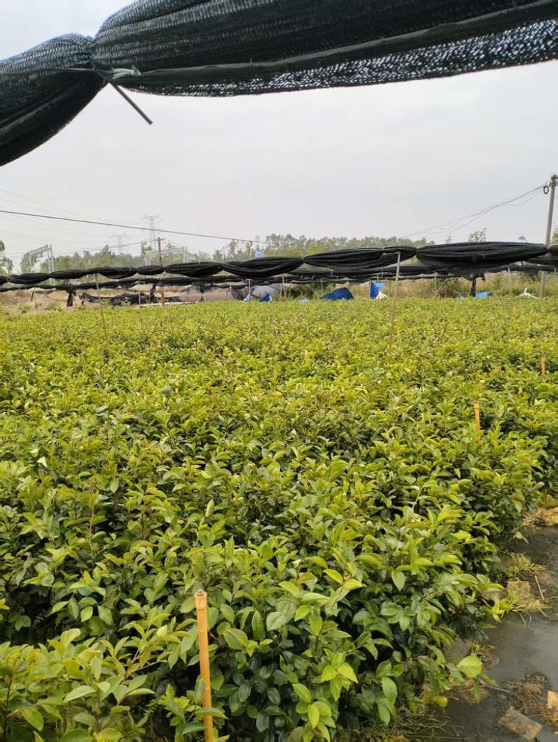 油茶苗岑软3号