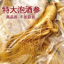长白山鲜人参保鲜老人参泡酒保证质量诚信经营批发