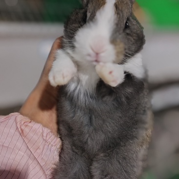 兔子，出售肉兔