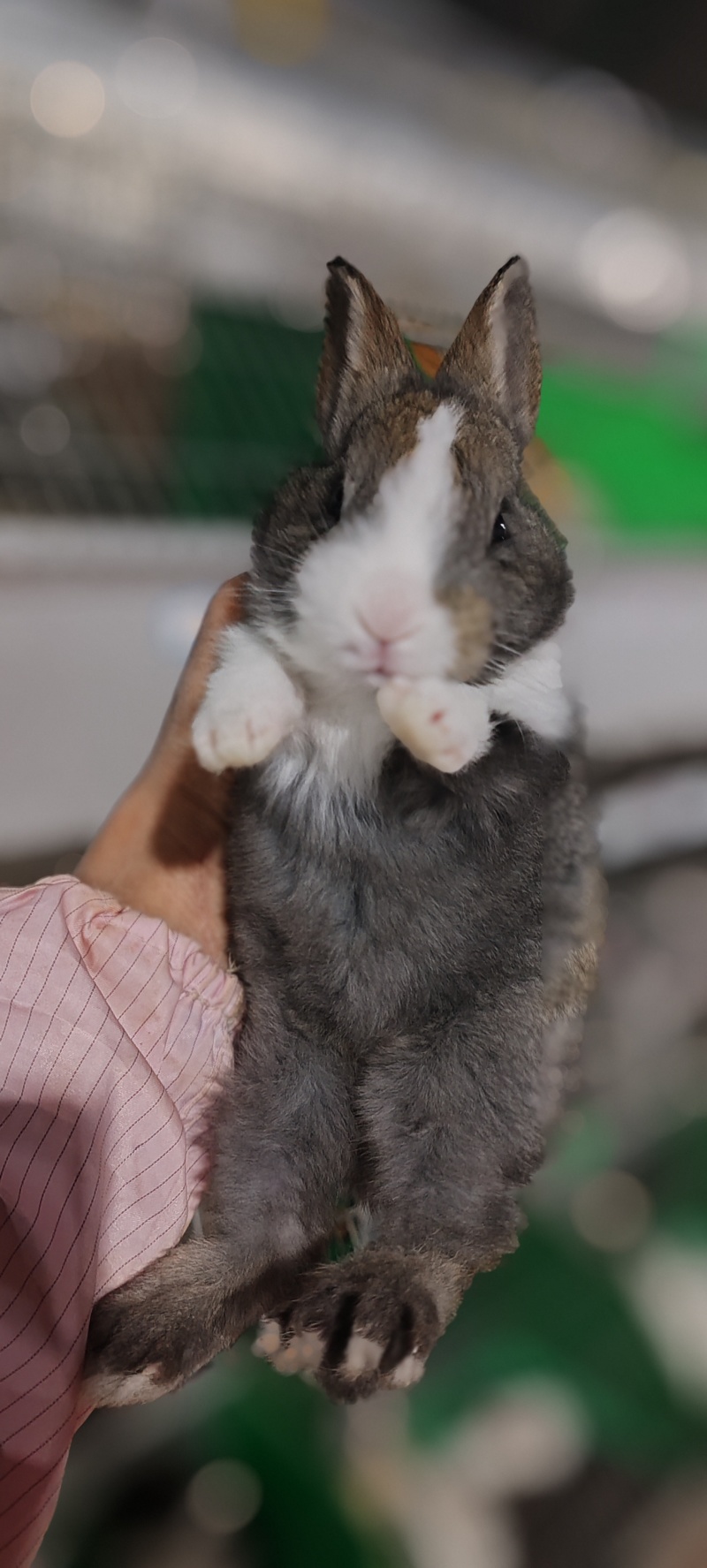 兔子，出售肉兔